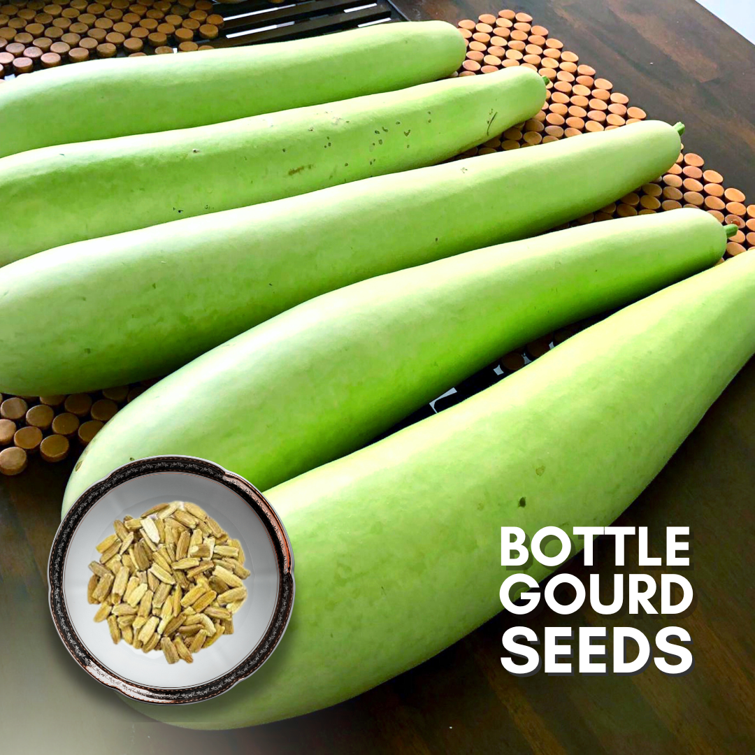 Green Paradise® Bottle Gourd (Dudhi) Seeds Pack