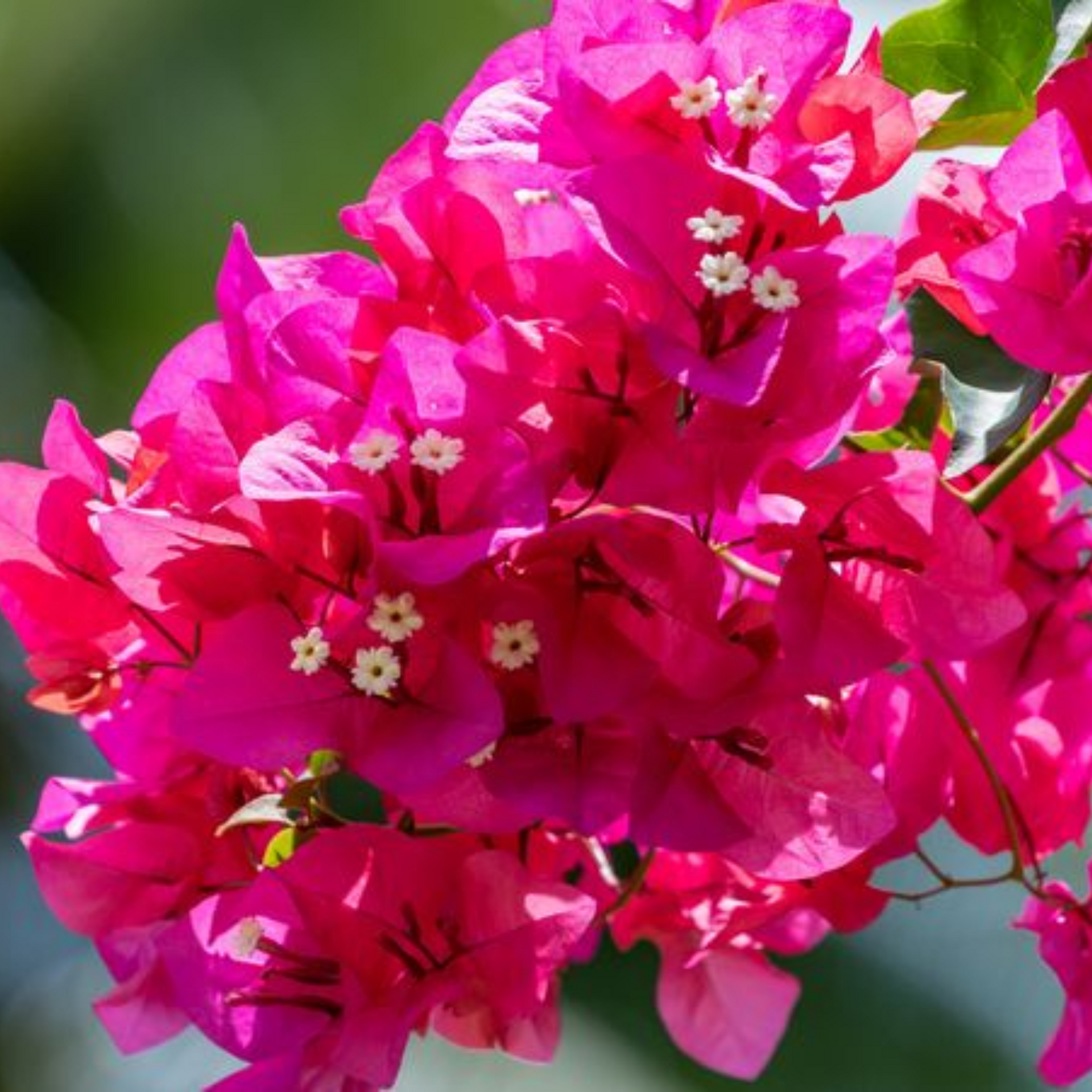 Bougainvillea New Torch GLory  Dark Pink