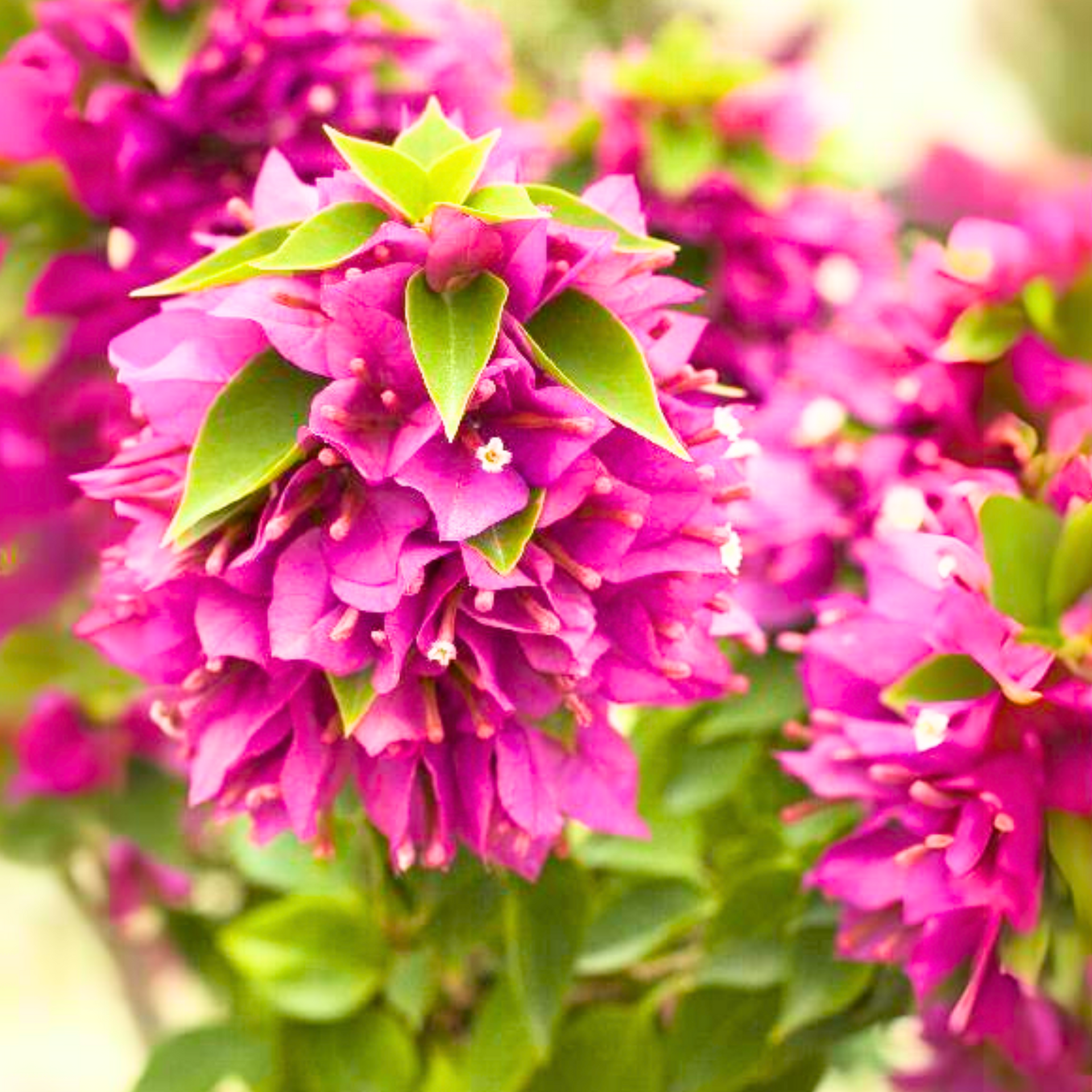 Bougainvillea New Torch GLory  Dark Pink