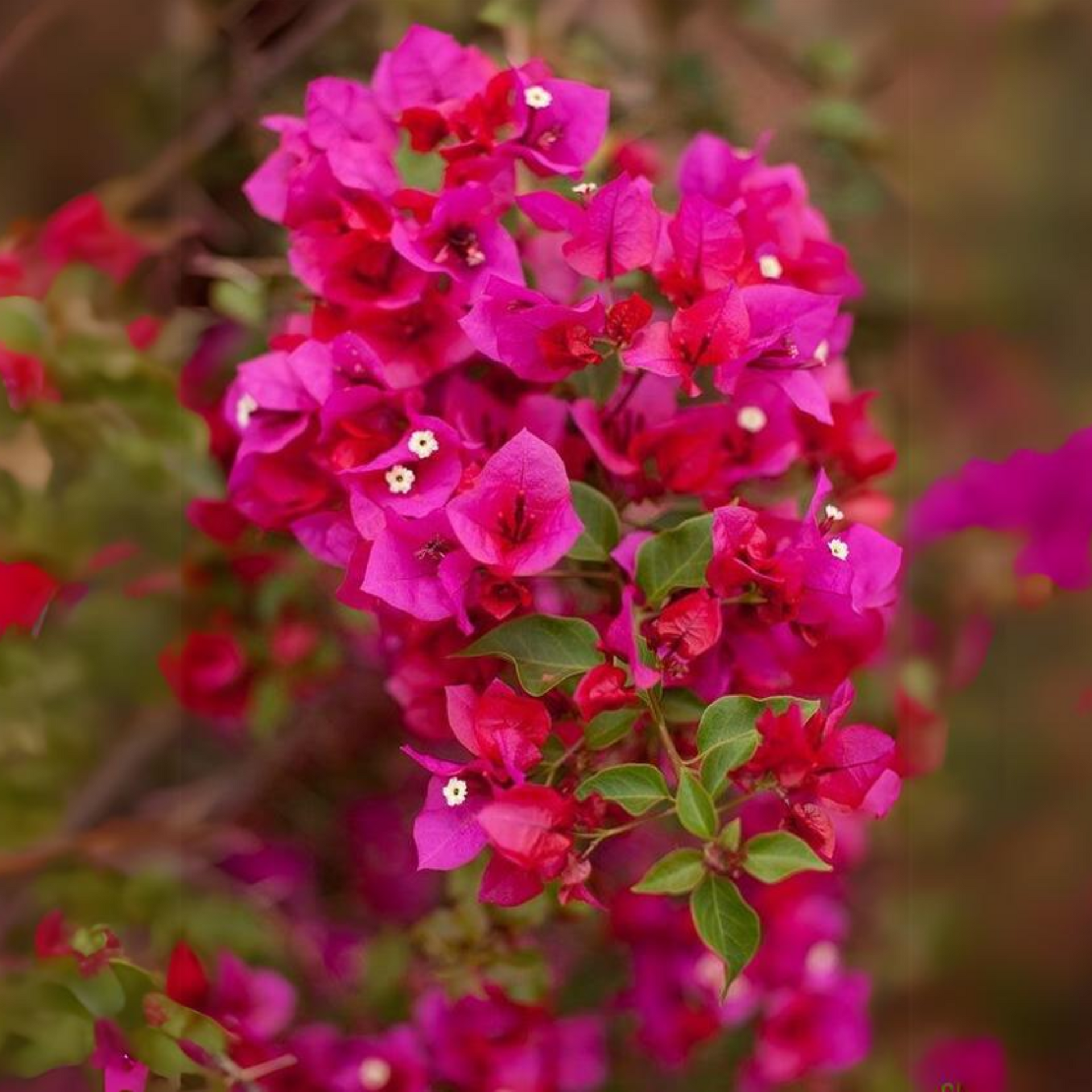 Bougainvillea New Torch GLory  Dark Pink