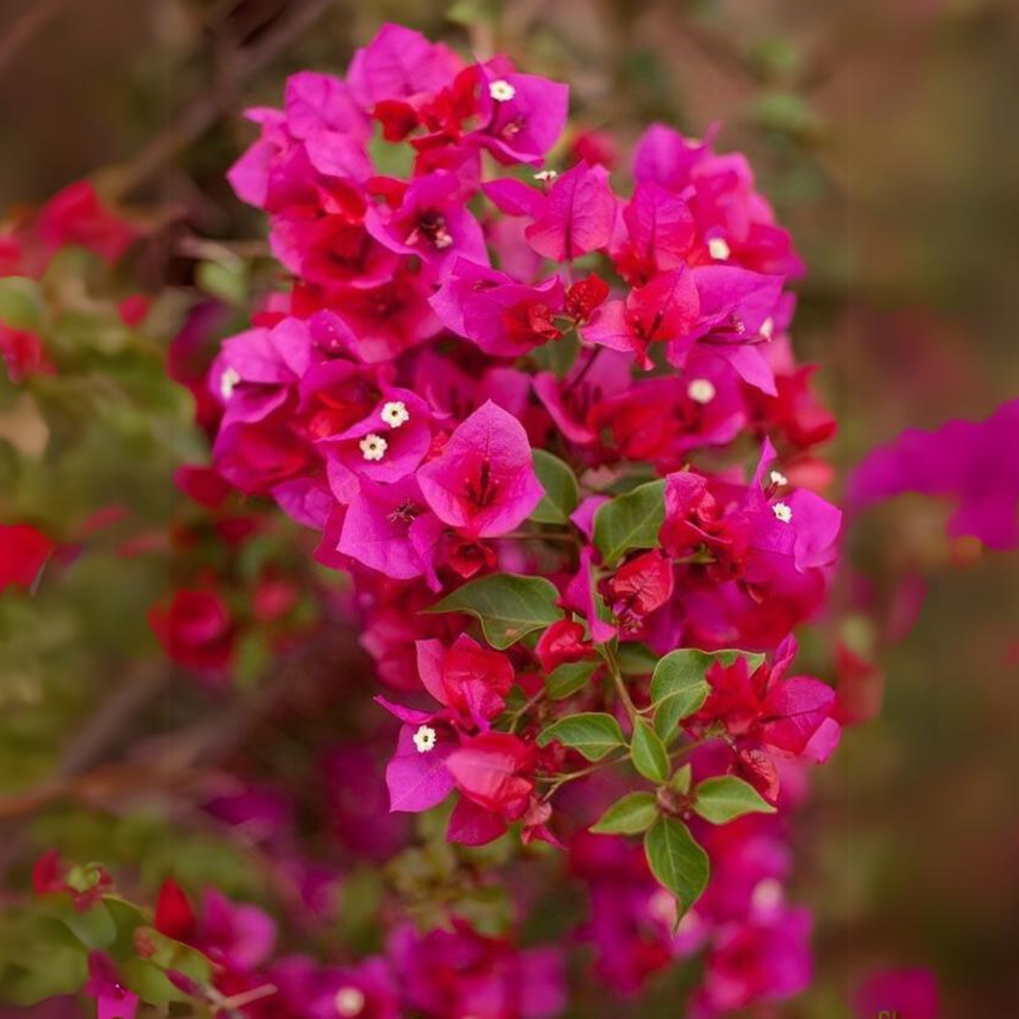 Bougainvillea New Torch GLory  Dark Pink