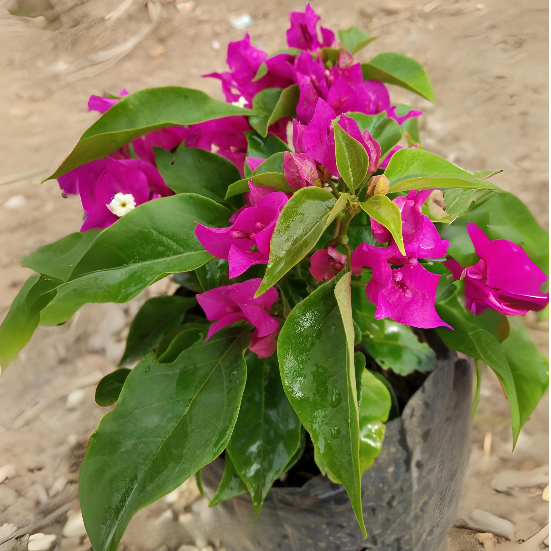 Bougainvillea New Torch GLory  Dark Pink