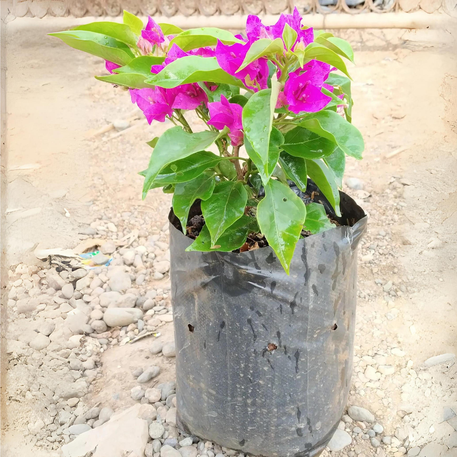 Bougainvillea New Torch GLory  Dark Pink