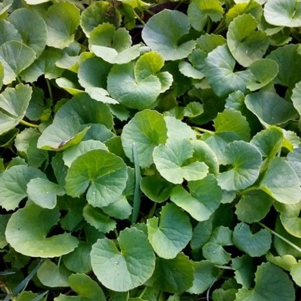 Brahmi Live Plant