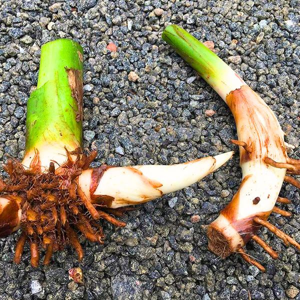 Heliconia Plant Bulbs Heliconia mathiasiae 'Mildred' 7 bulbs-Green Paradise Live