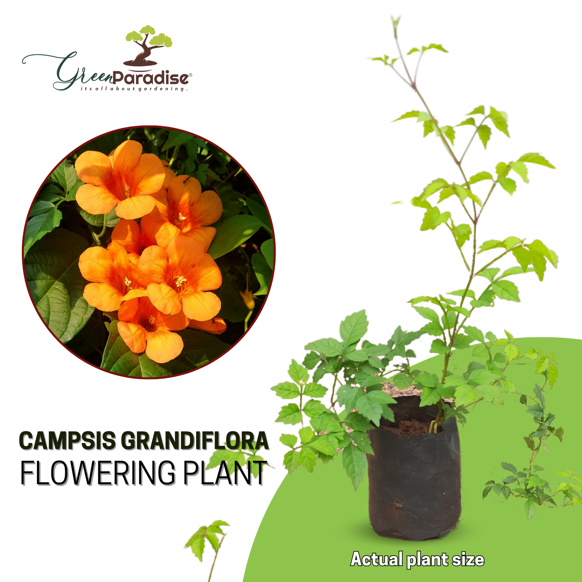 Campsis grandiflora Chinese Trumpet Creeper Orange Live Plant