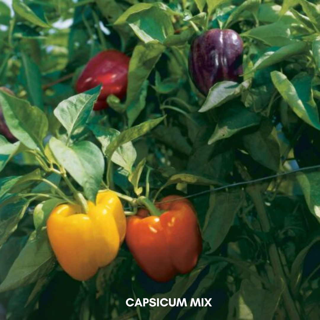 Green Paradise® Capsicum Mix F1 Hybrid Seeds Pack