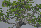 carmona microphylla Fukien tea Mature and old  bonsai tree 8 years  plastic training pot