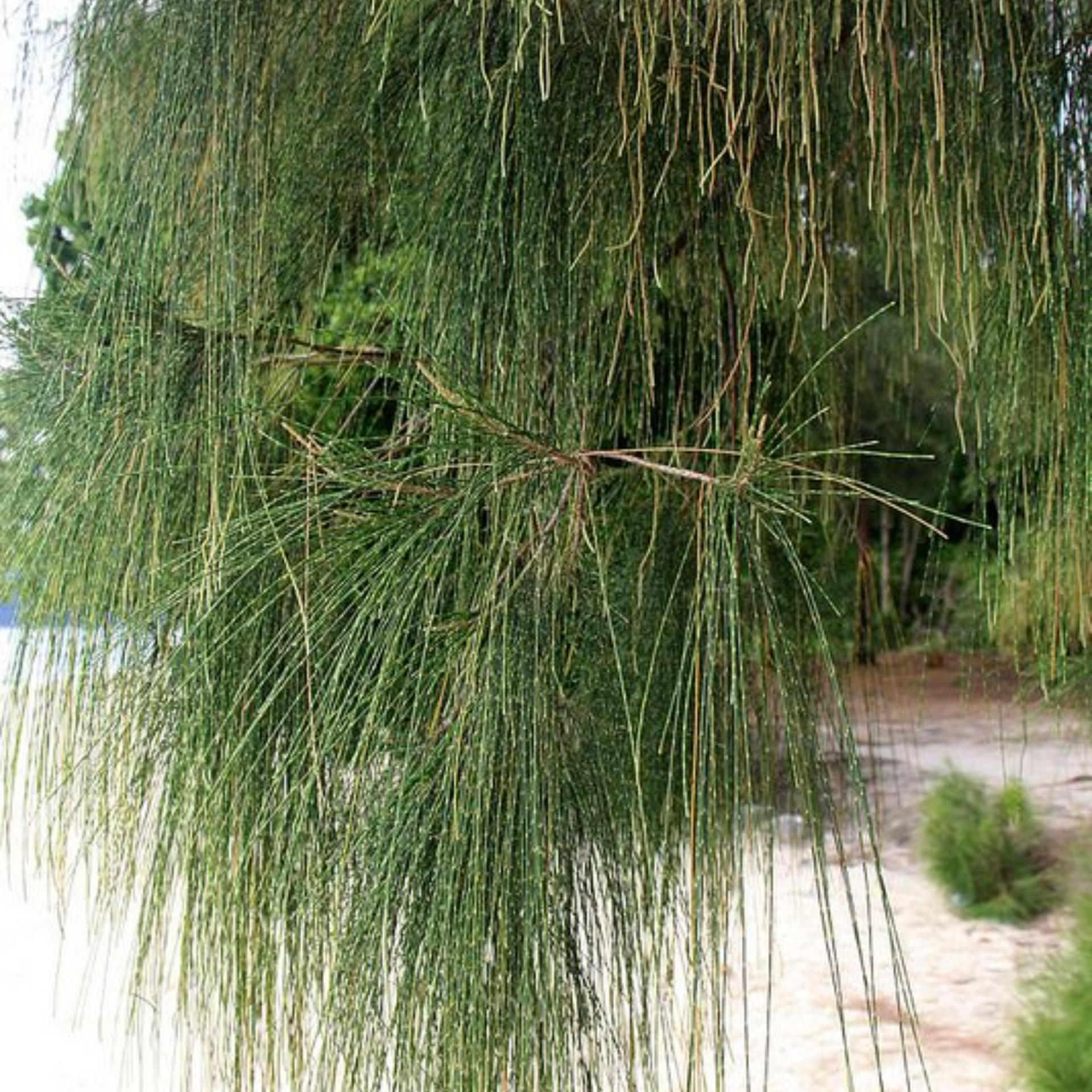 Casuarina Live Small Sapling Plant for Bonsai and Topiary 30 cm Sapling Healthy Live Plant