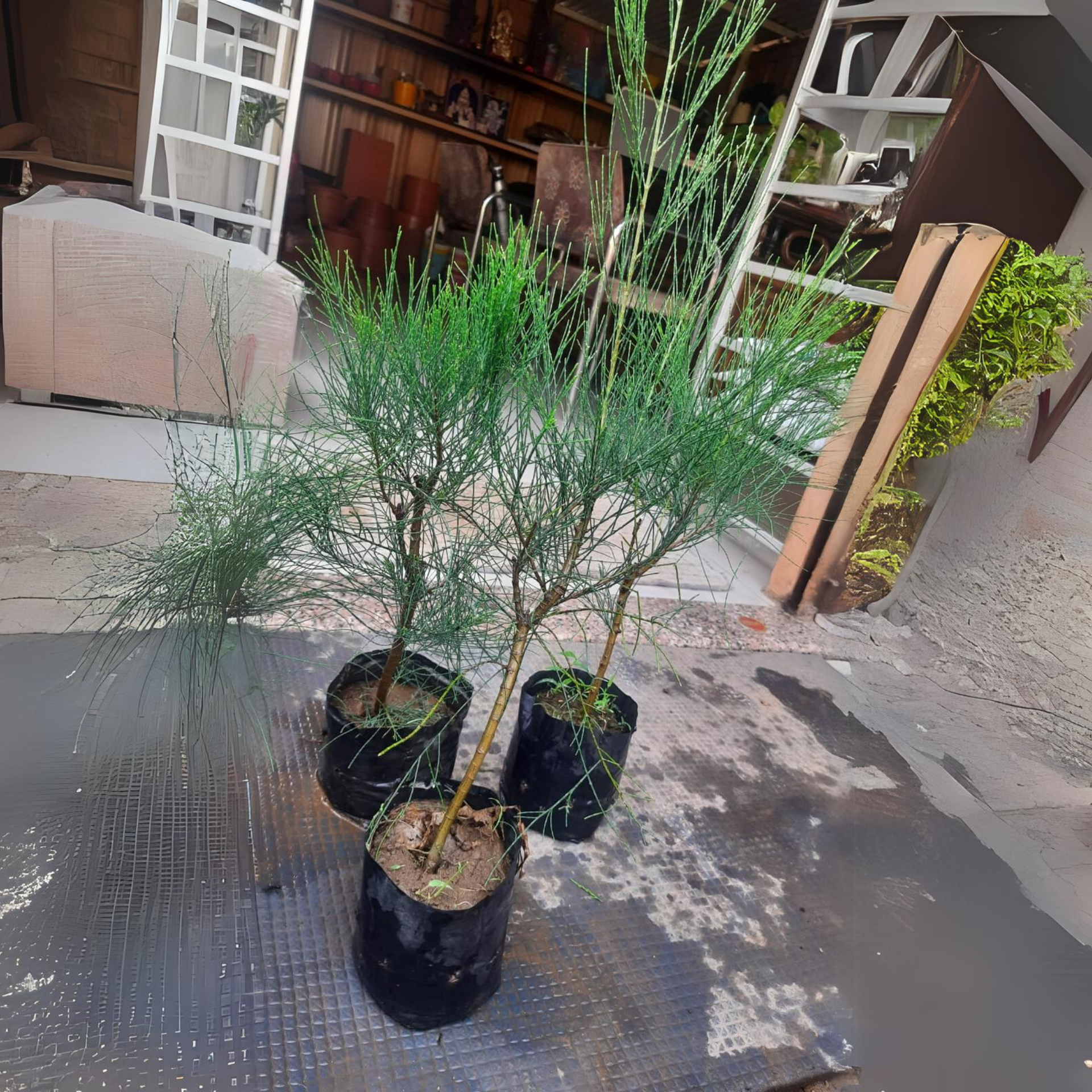 Casuarina Live Small Sapling Plant for Bonsai and Topiary 30 cm Sapling Healthy Live Plant