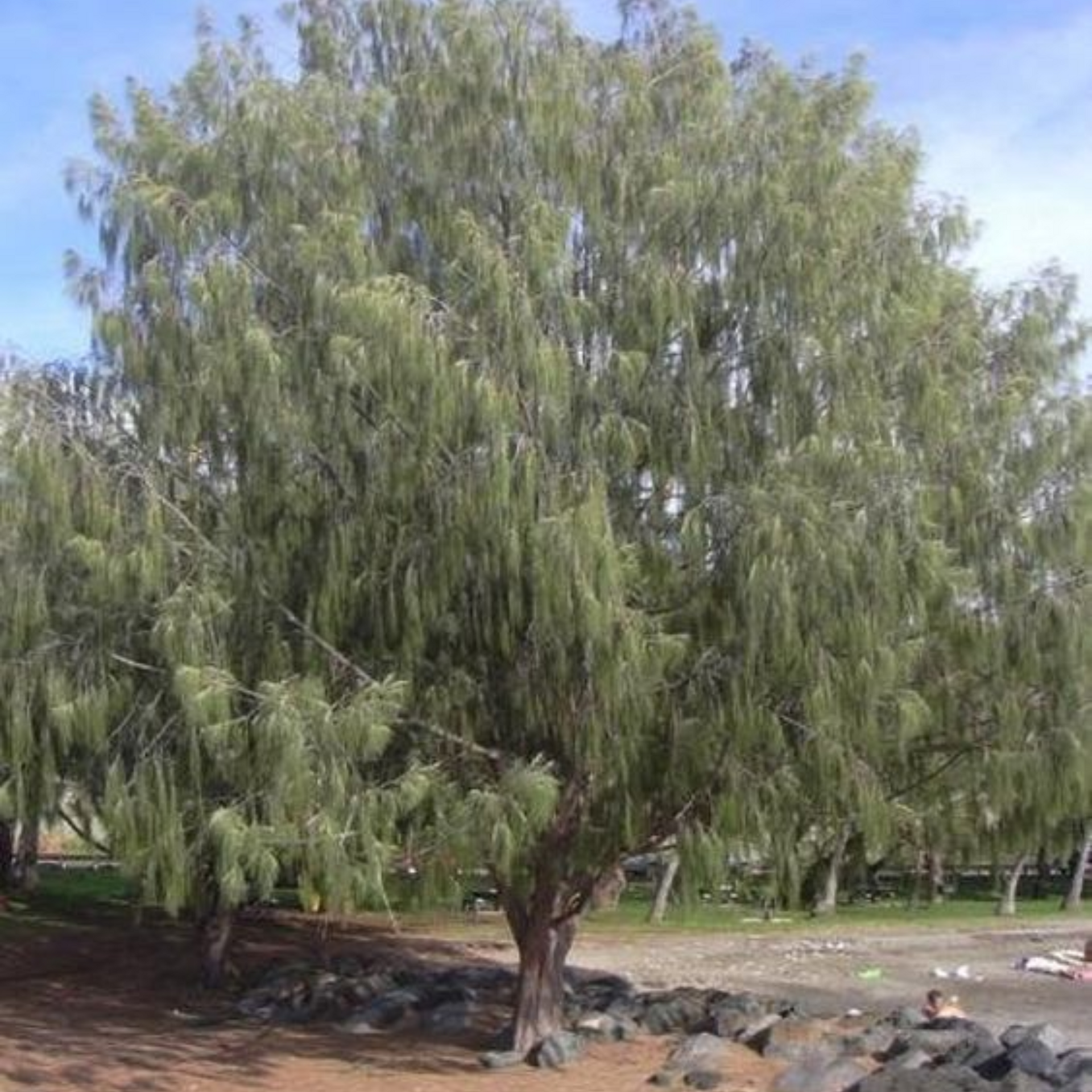 Green Paradise® Casuarina equisetifolia plant