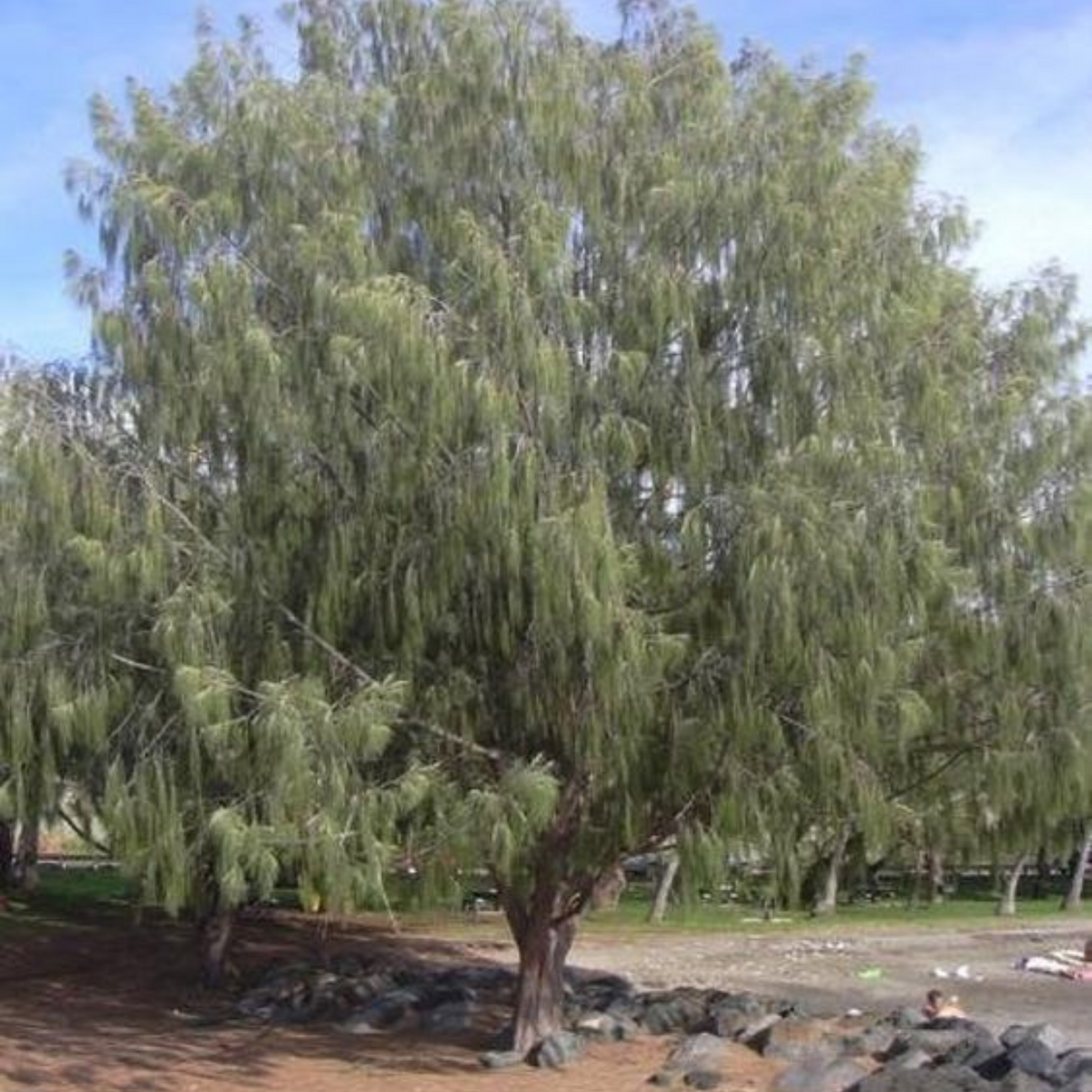 Green Paradise® Casuarina equisetifolia plant – GreenParadiseLive
