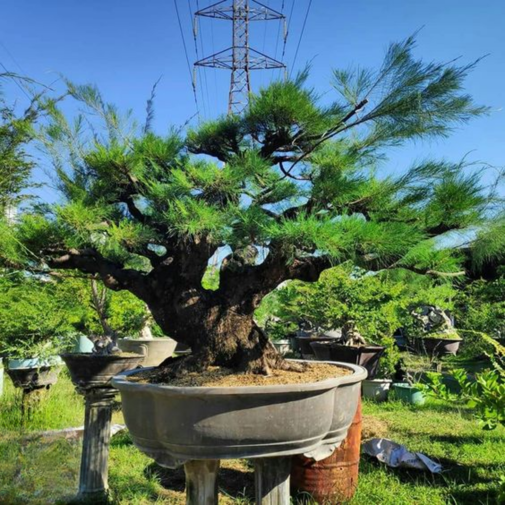 Casuarina Live Small Sapling Plant for Bonsai and Topiary 30 cm Sapling Healthy Live Plant