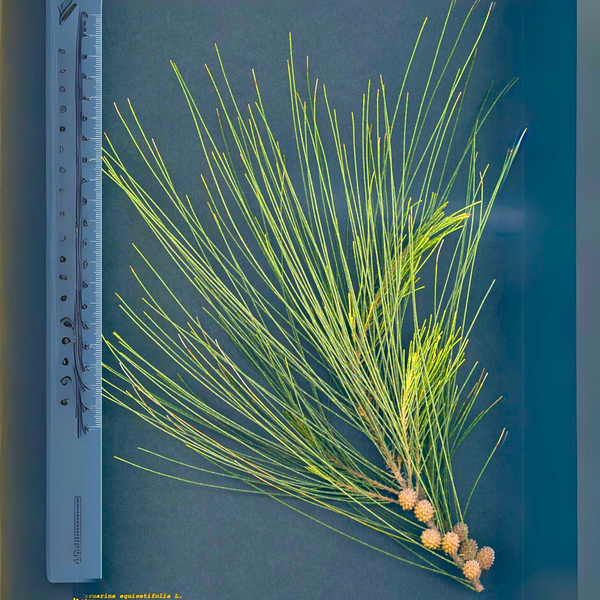 Green Paradise® Casuarina equisetifolia plant