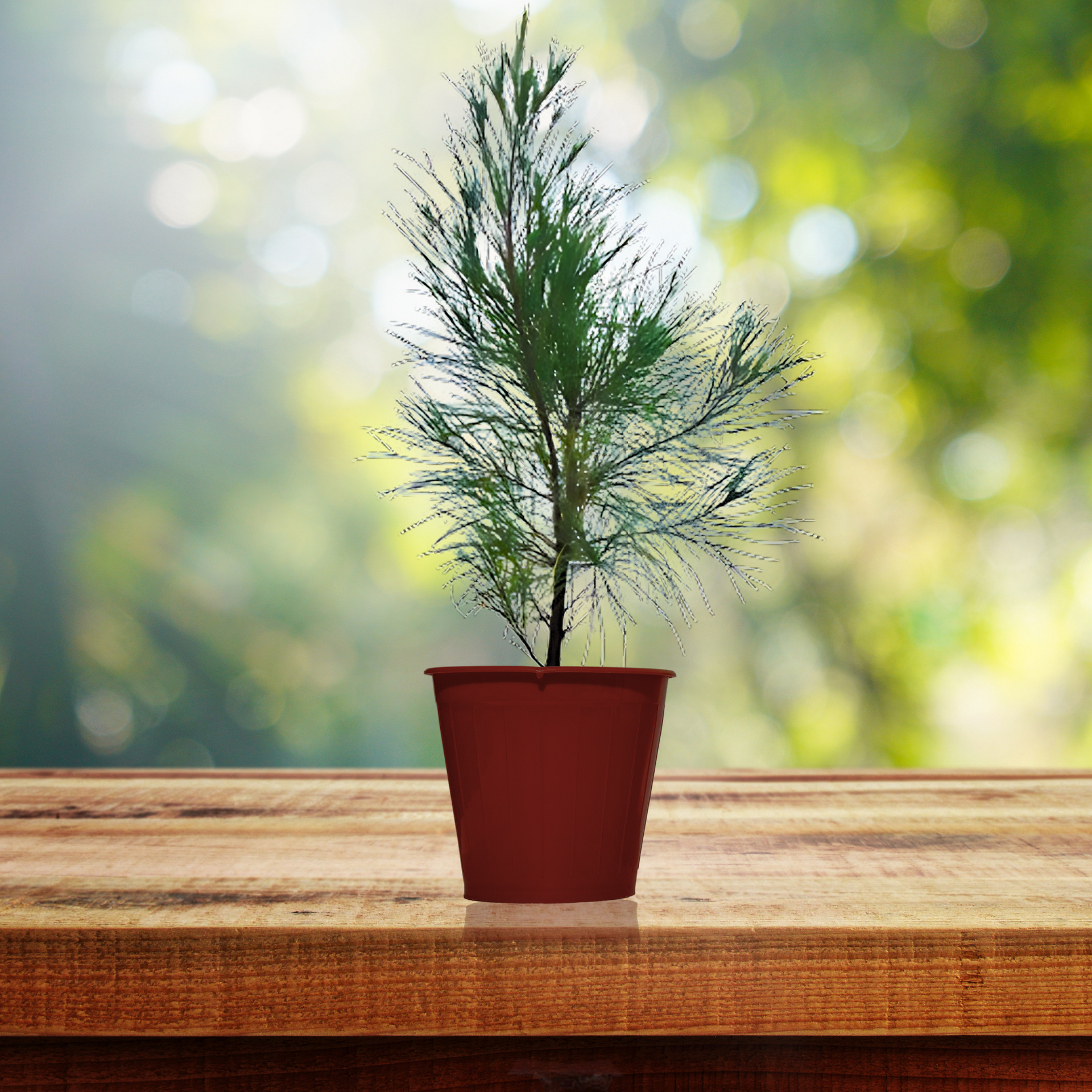 Green Paradise® Casuarina equisetifolia plant