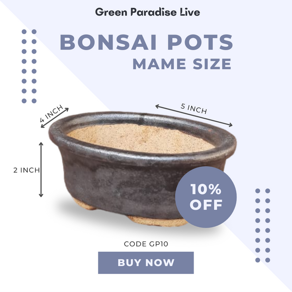 Green Paradise® Ceramic Bonsai Pots Mame Size Pot