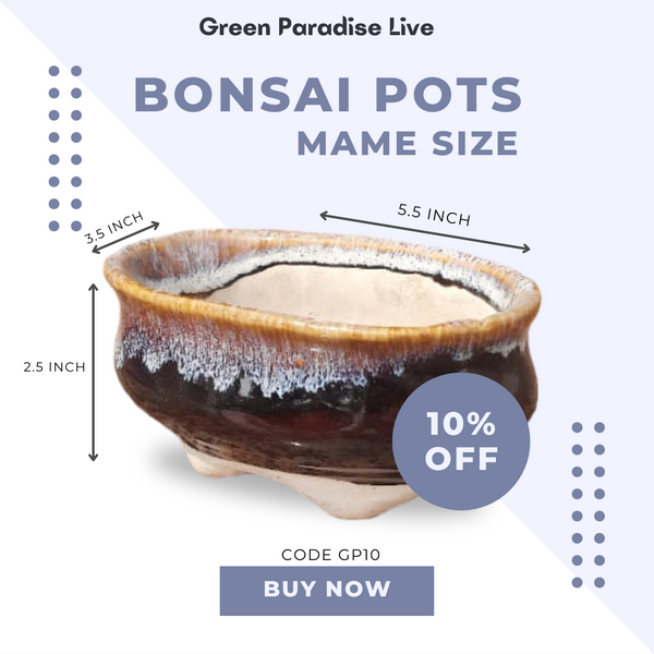 Green Paradise® Ceramic Bonsai Pots Mame Size Pot