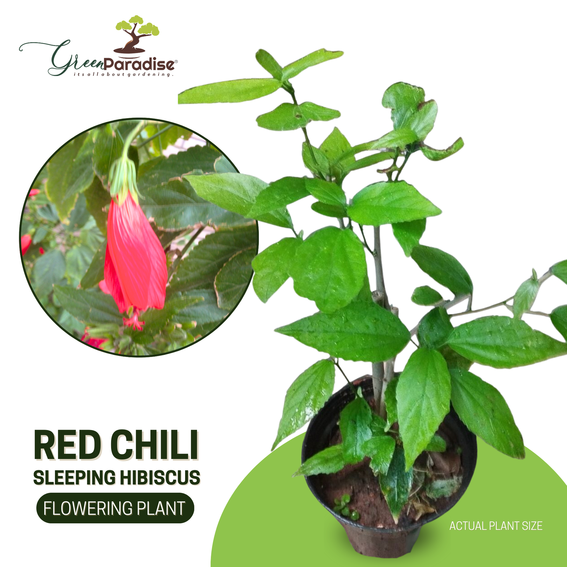 Hibiscus Chili Red Sleeping Hibiscus Plant