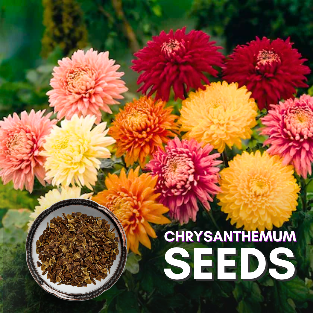 Green Paradise® Chrysanthemum Flower Seeds Pack