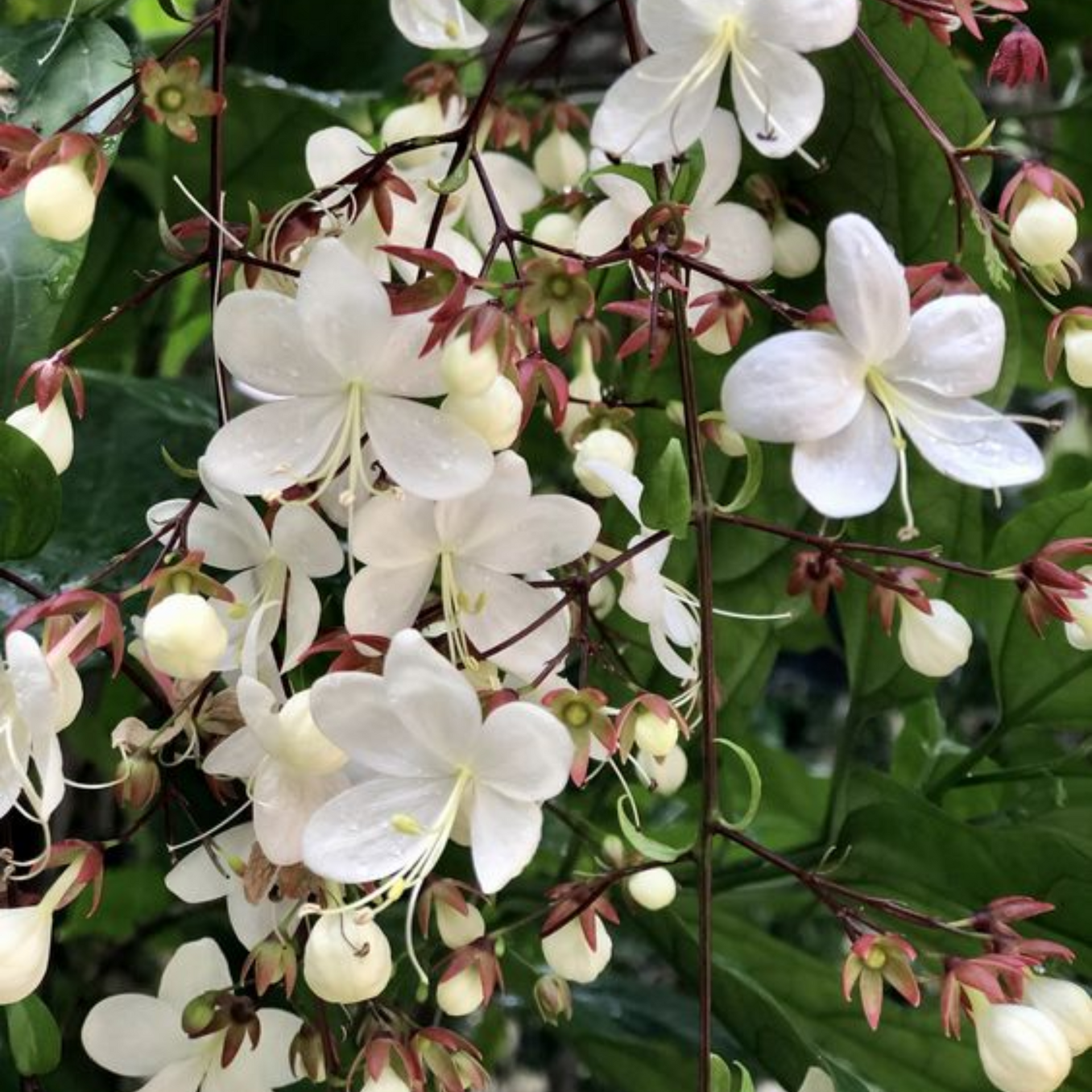 Clerodendrum wallichii Beautiful Rare white flowering Semi Creeper plant