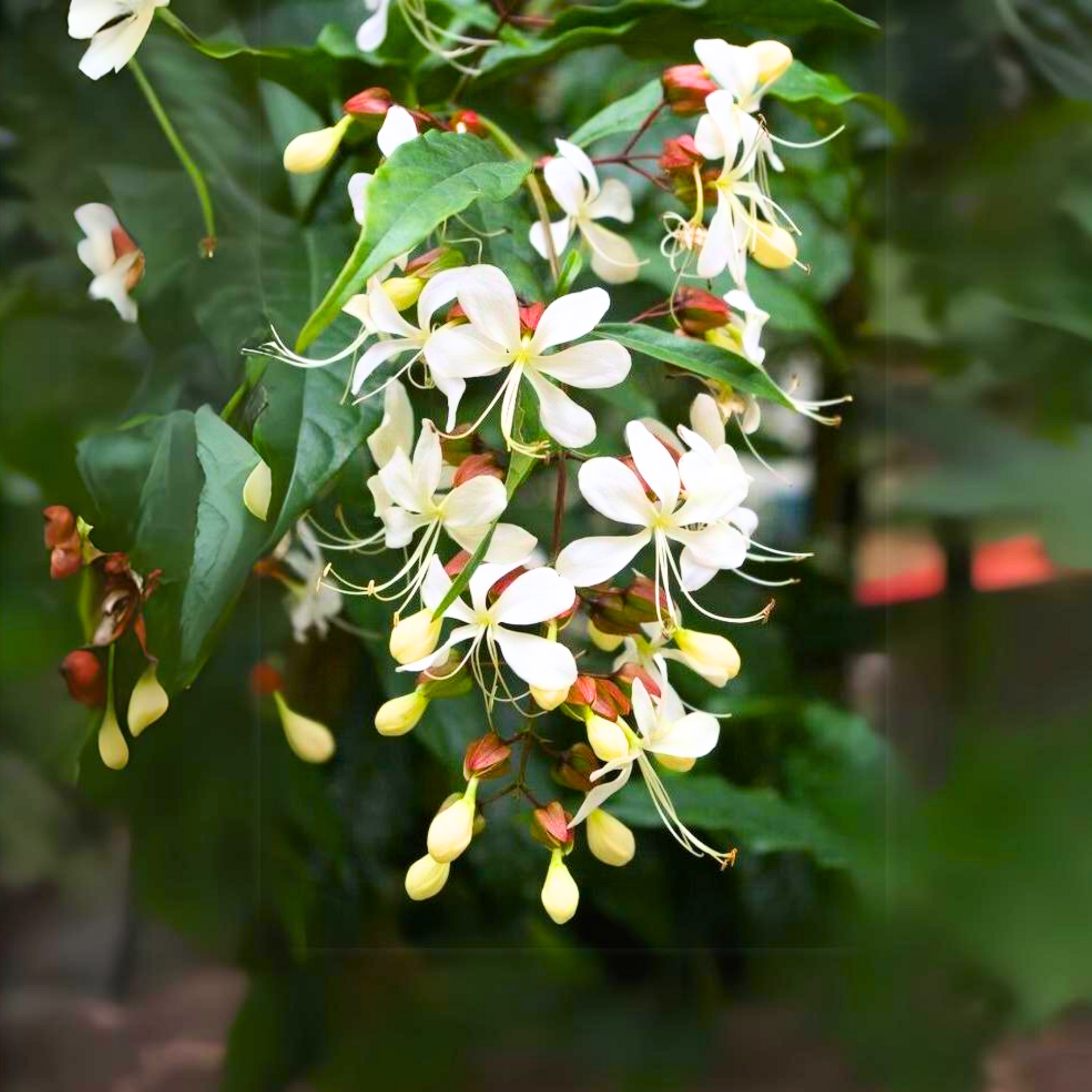 Clerodendrum wallichii Beautiful Rare white flowering Semi Creeper plant