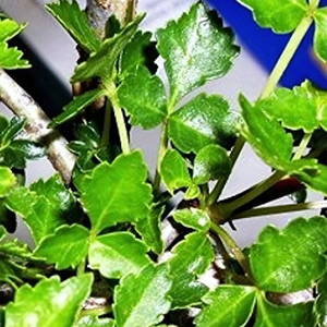 The Guggul plant – GreenParadiseLive