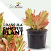 Crassula Campfire Plant