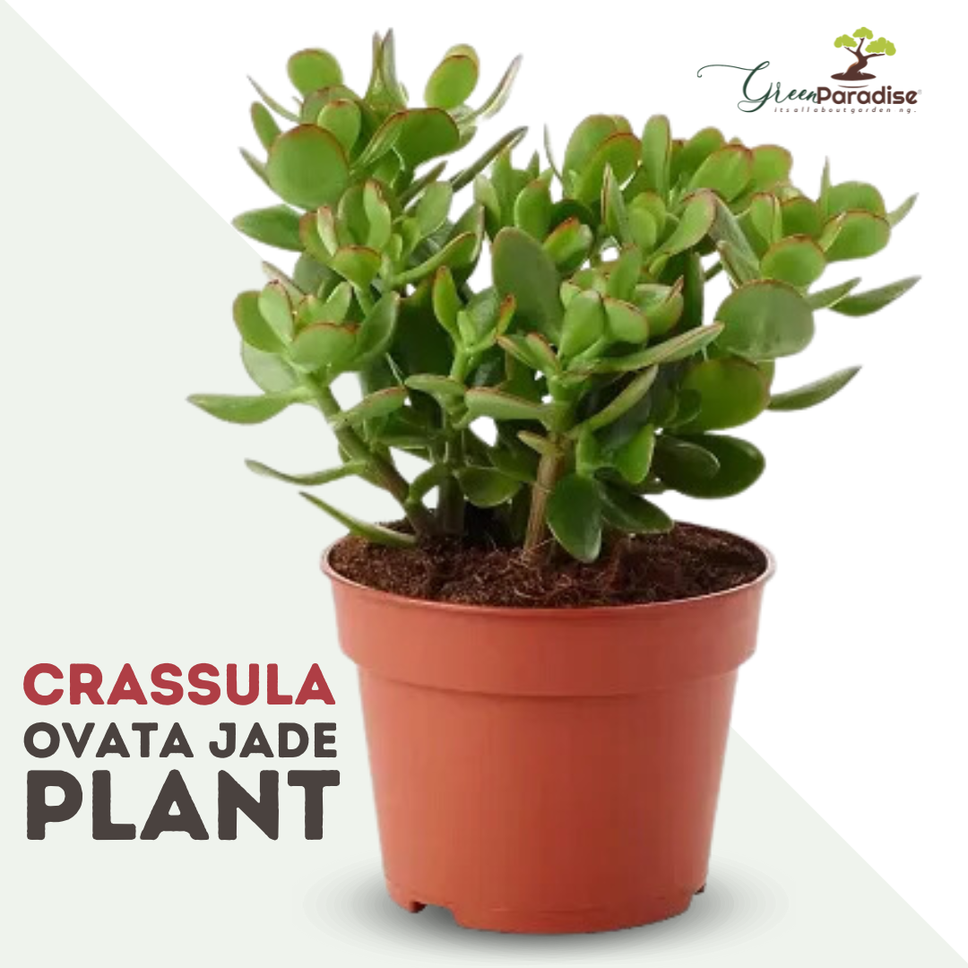 Crassula ovata Jade Plant Money Plant Live And Healthy Plant For Indoor And Outdoor