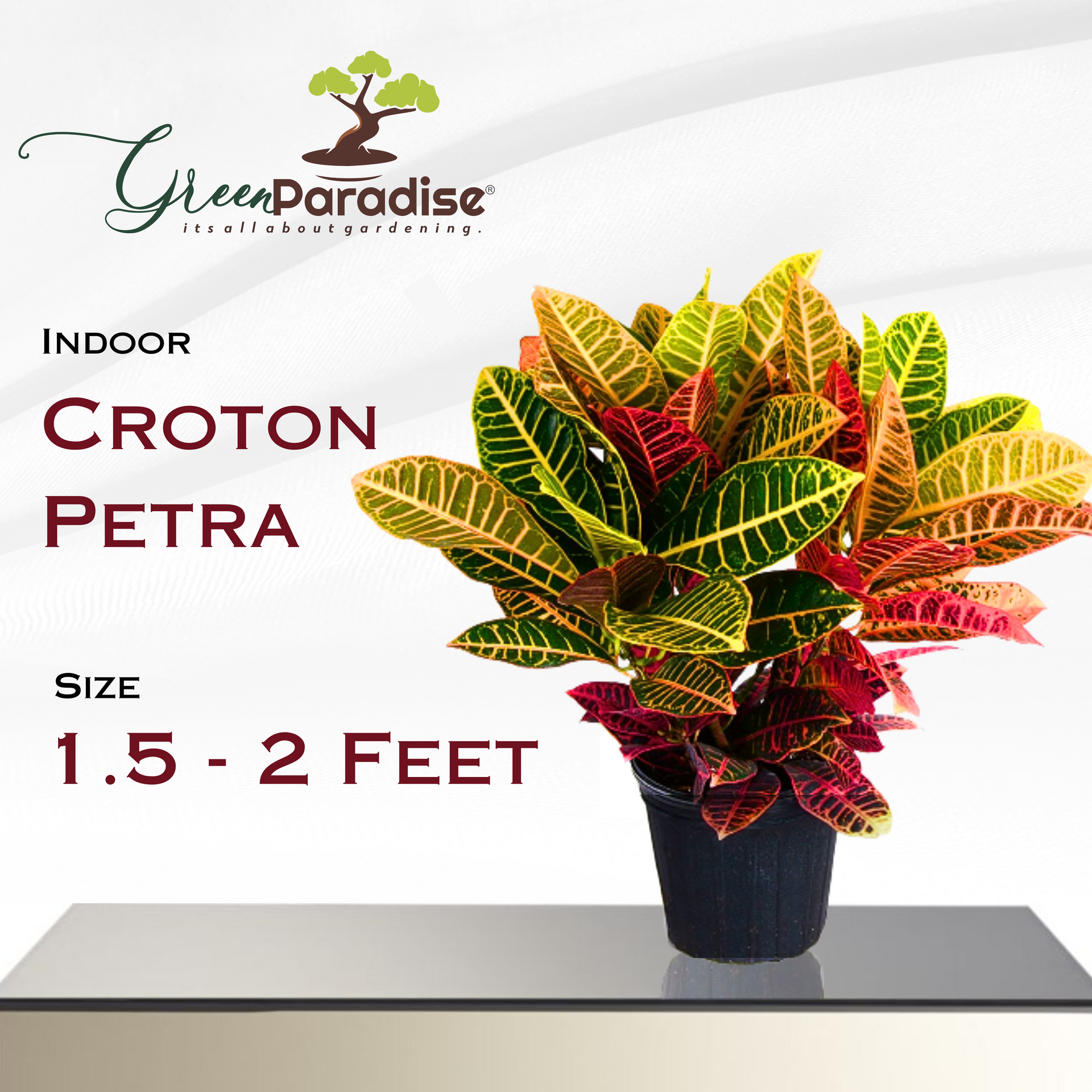 Croton Petra Live Plant