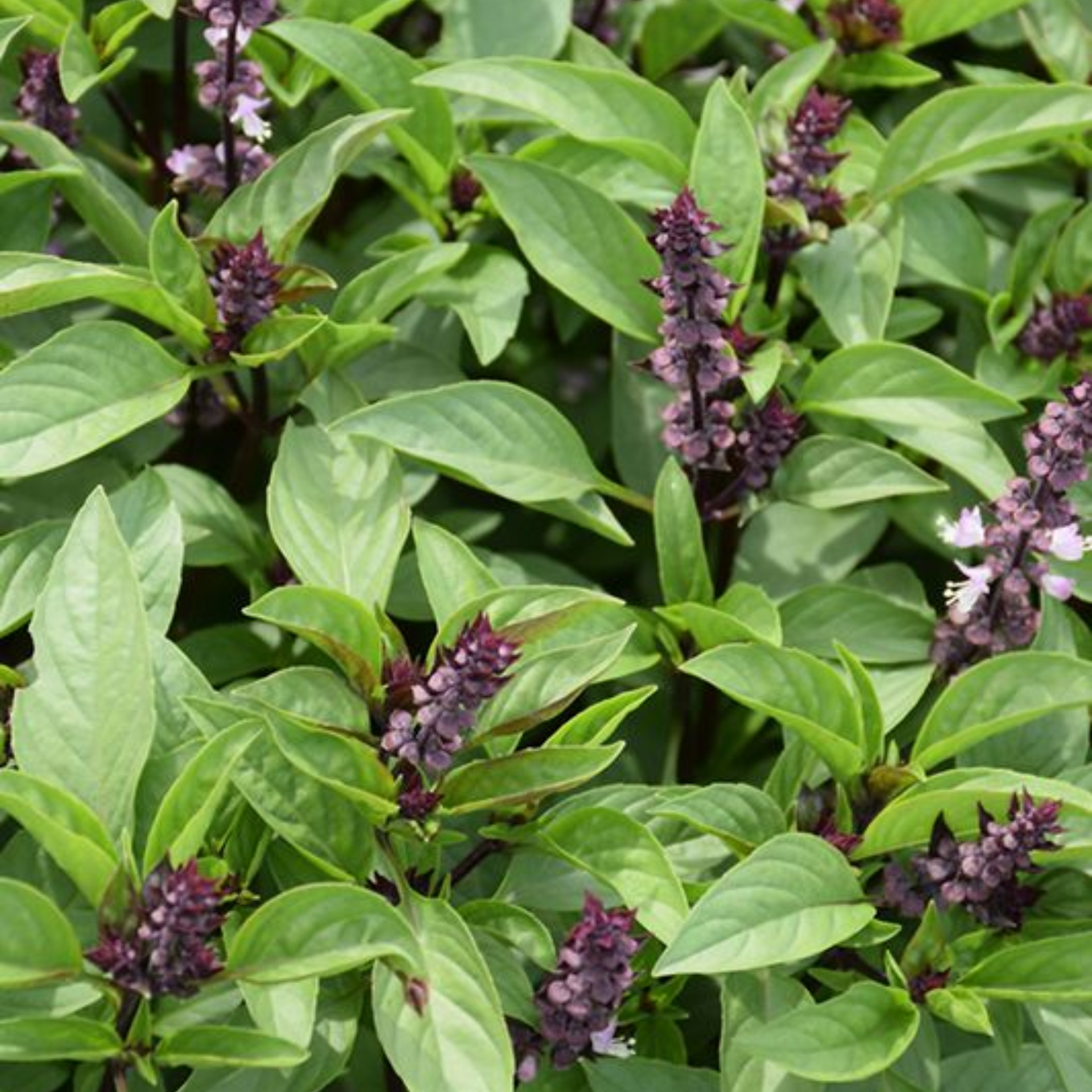 Damro Plant Ocimum basilicum Live Plant