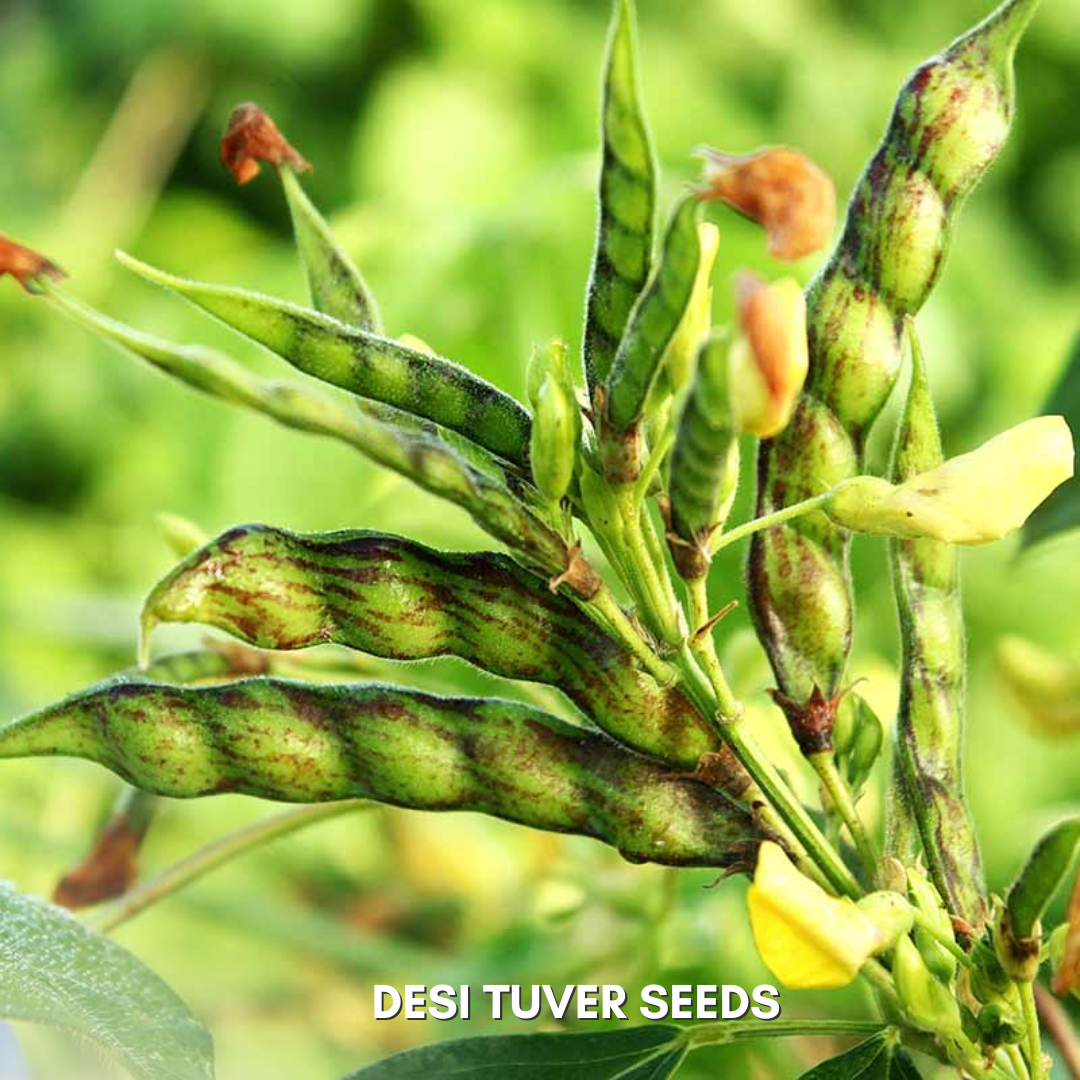 Green Paradise® Pigeon peas (Desi tuver) Seeds Pack