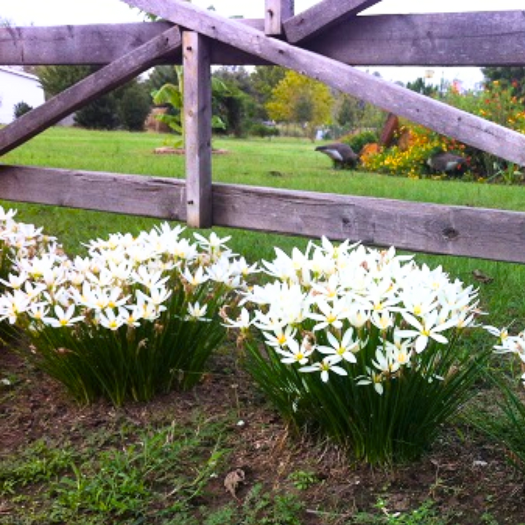 Green Paradise® White Rainlily (Zephyranthes candida) Live Plant