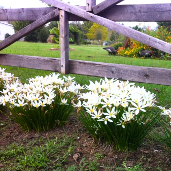 Green Paradise® White Rainlily (Zephyranthes candida) Live Plant