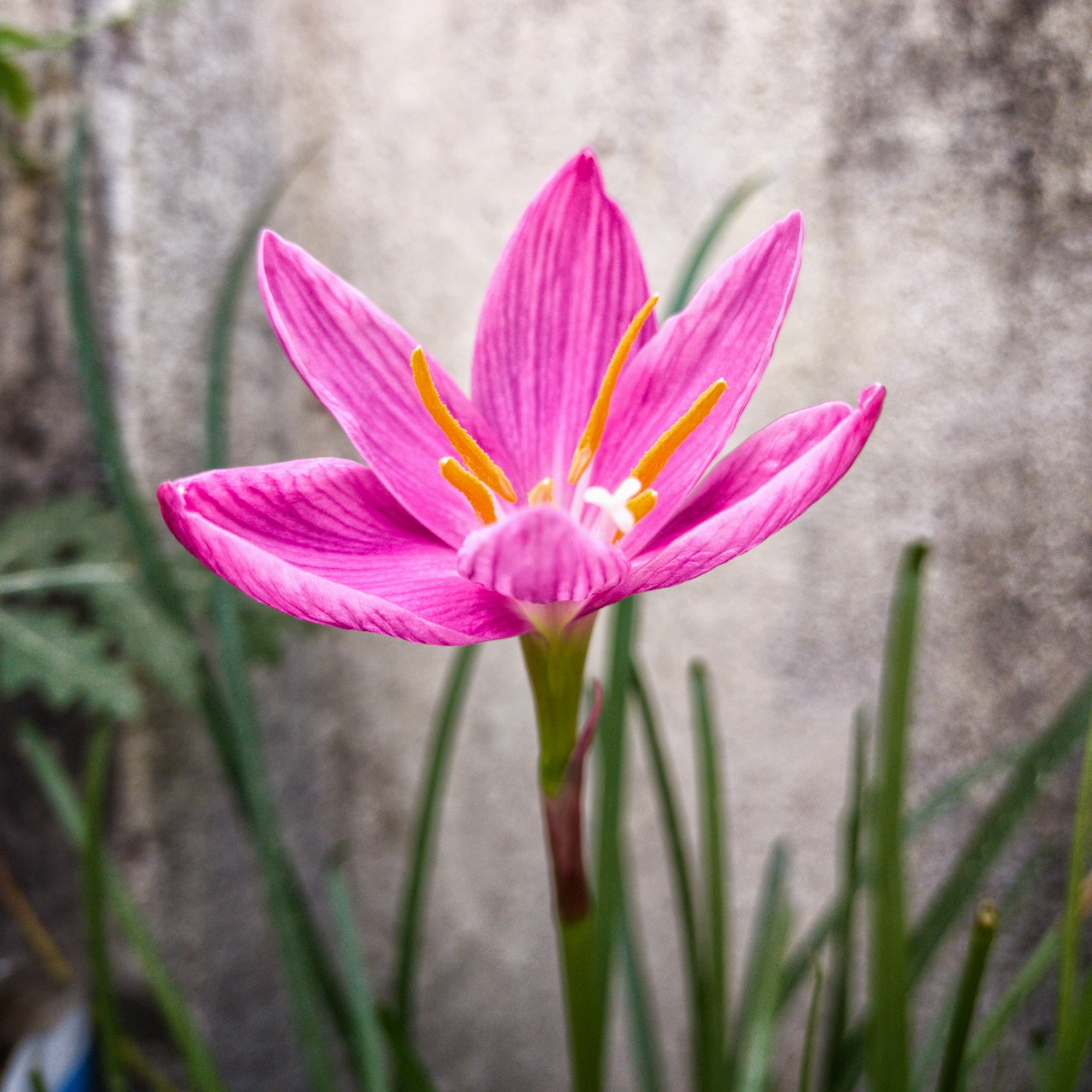Green Paradise® Pink Rainlily (Zephyranthes candida) Live Plant