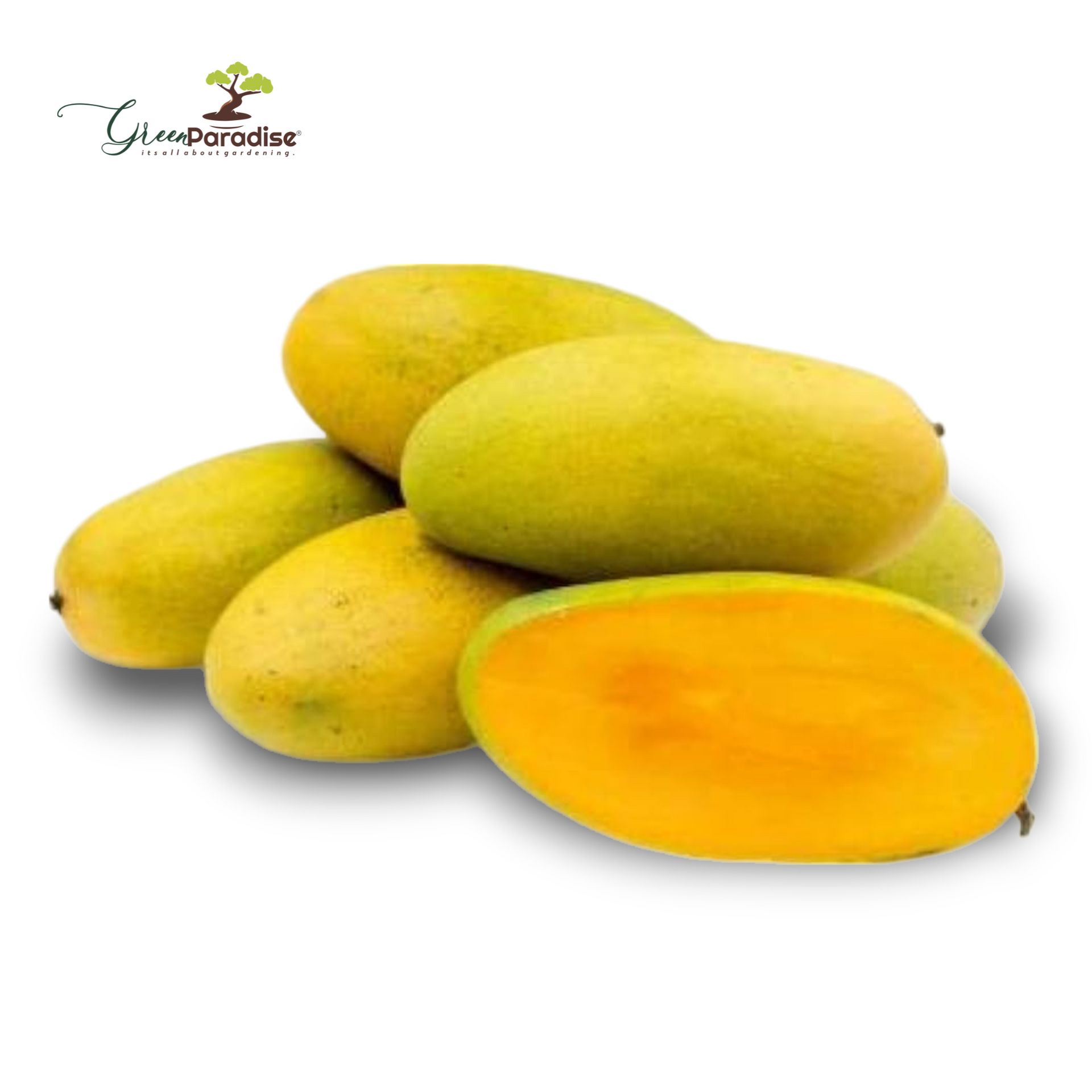 Exclusive Dusheri Mango Live Plant-Green Paradise Live