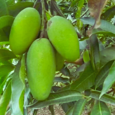 Exclusive Dusheri Mango Live Plant-Green Paradise Live