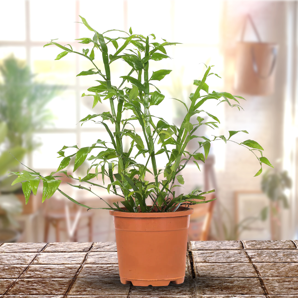 Green Paradise® Exotic Amazon Fern Plant