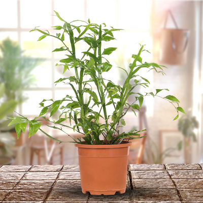 Green Paradise® Exotic Amazon Fern Plant