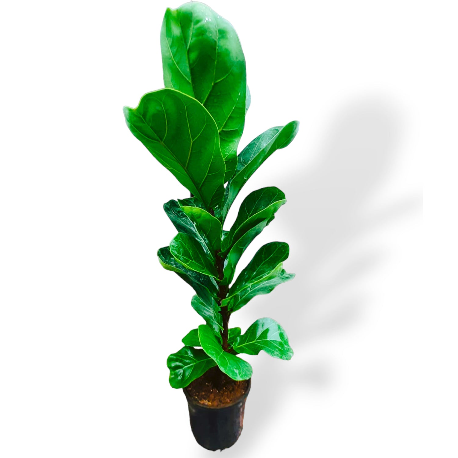 Green Paradise Ficus Lyrata Plant Fiddle Leaf Fig Live Plant 