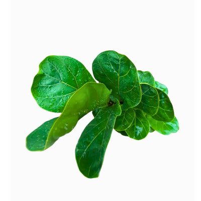 Green Paradise Ficus Lyrata Plant Fiddle Leaf Fig Live Plant