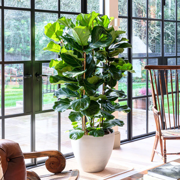 Green Paradise Ficus Lyrata Plant Fiddle Leaf Fig Live Plant