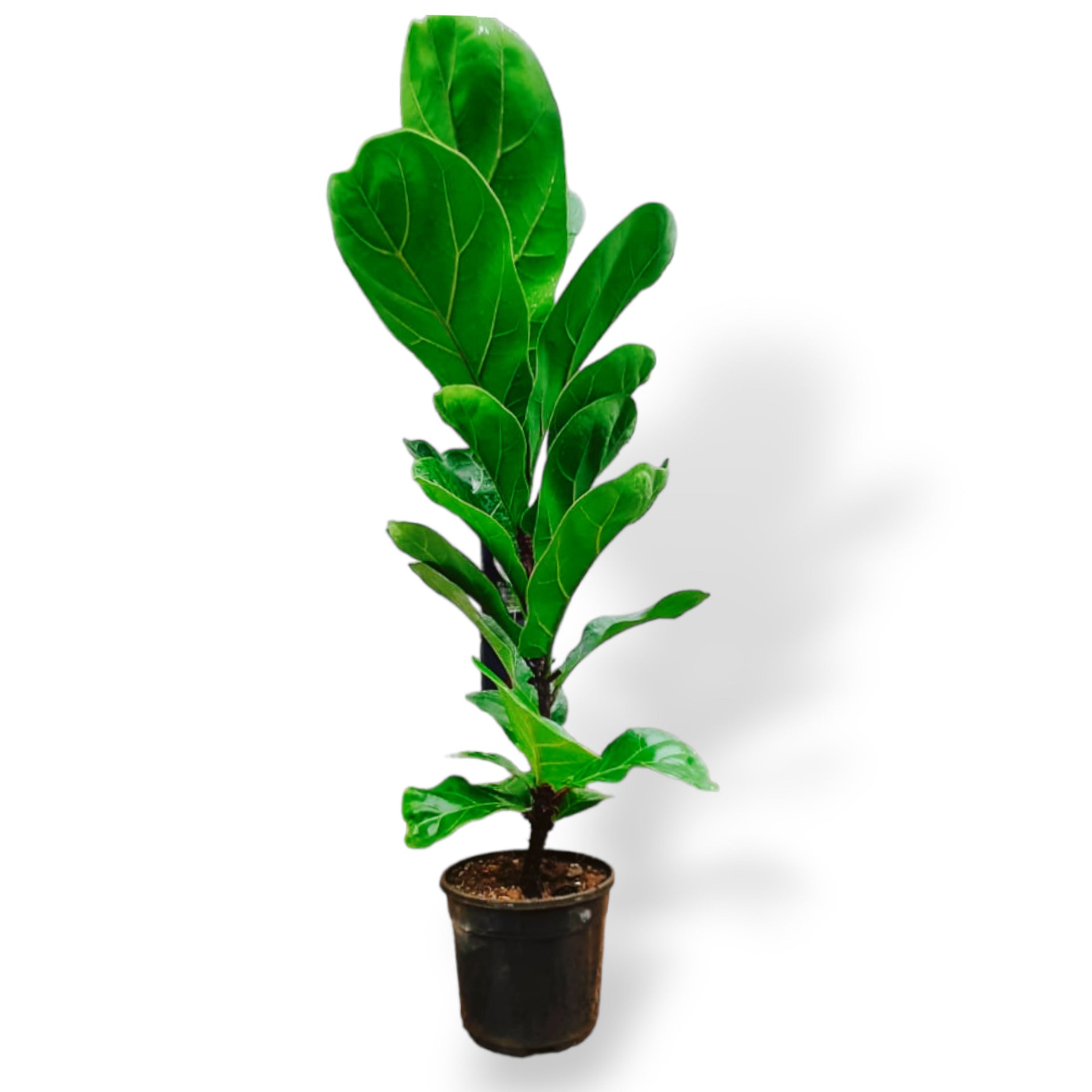 Green Paradise Ficus Lyrata Plant