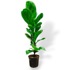 Green Paradise Ficus Lyrata Plant
