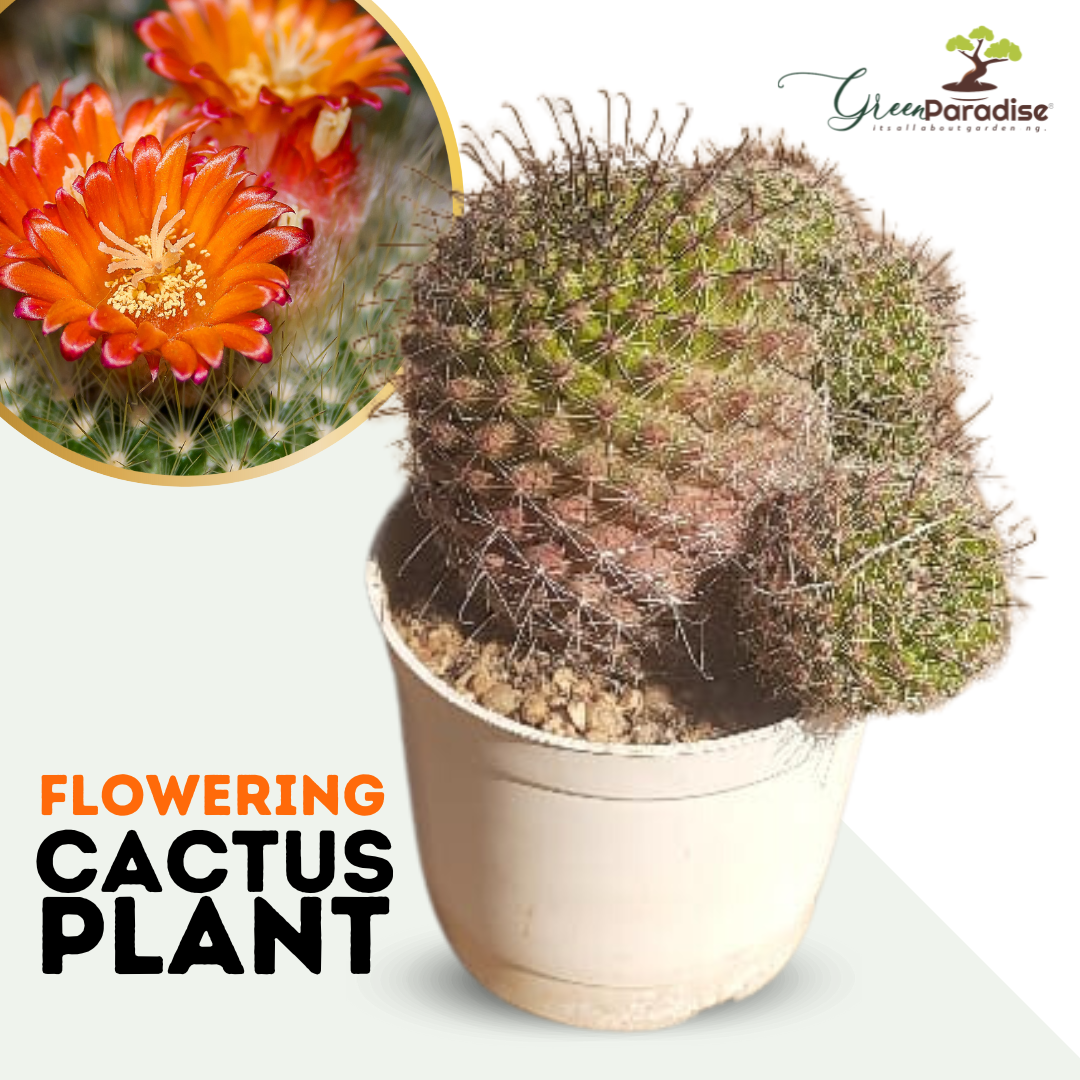 Flowering Cactus Live Plant