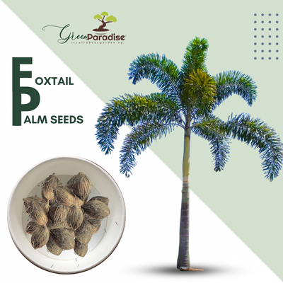 Green Paradise® Foxtail Palm Seeds (Pack of 10 Seeds)