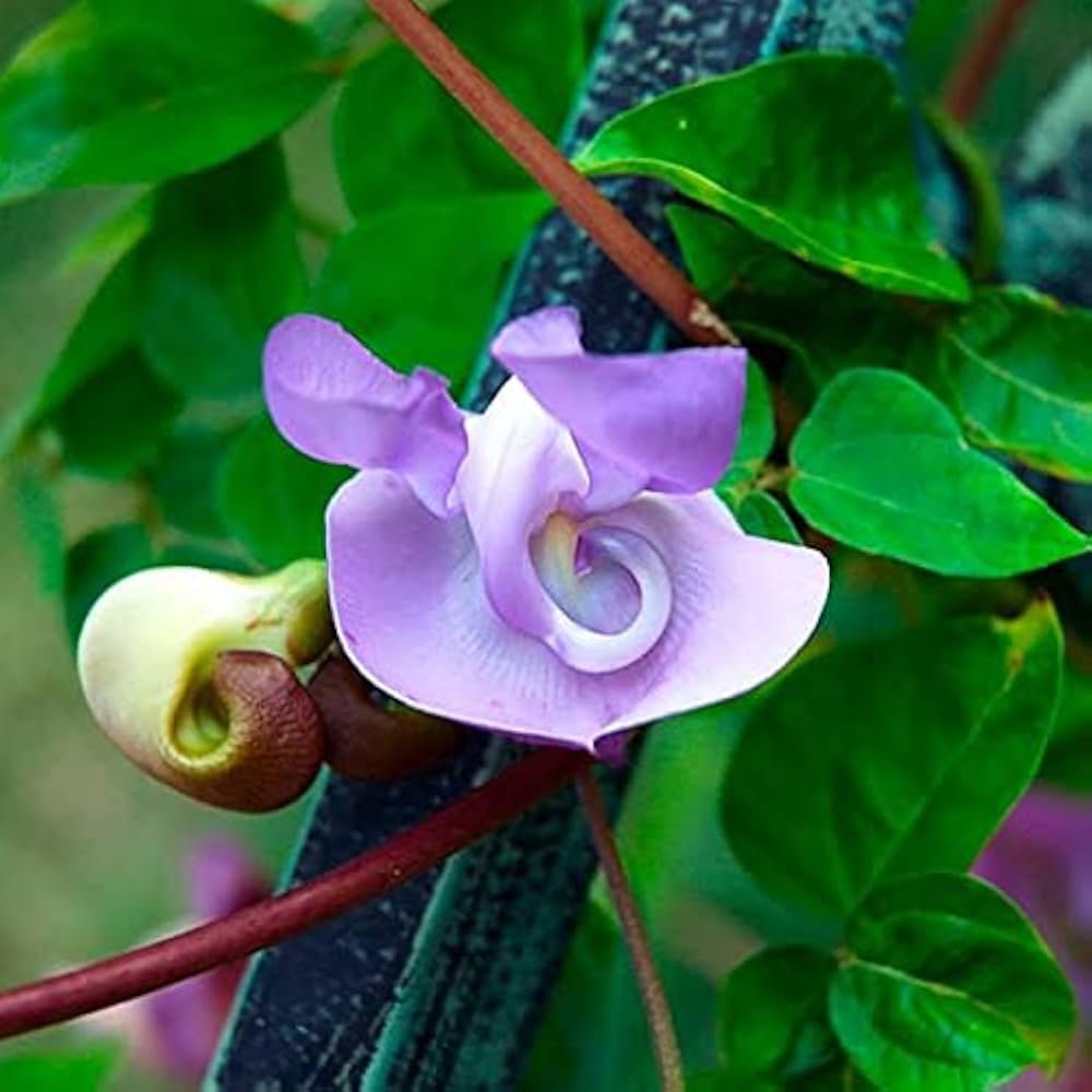 Green Paradise® Corkscrew wine (ganesh wine) Live Plant