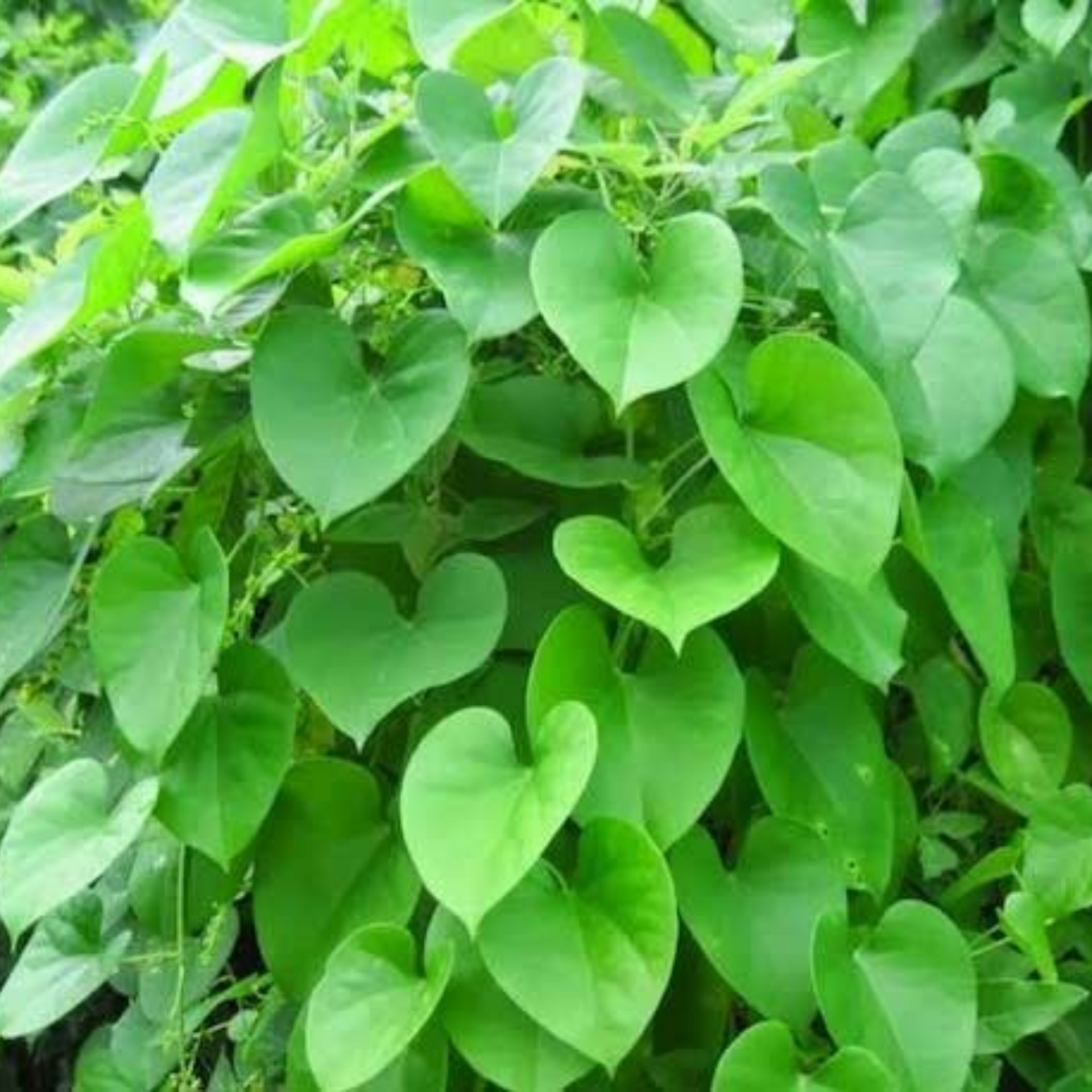 Giloy Plant TINOSPORA CORDIFOLIA