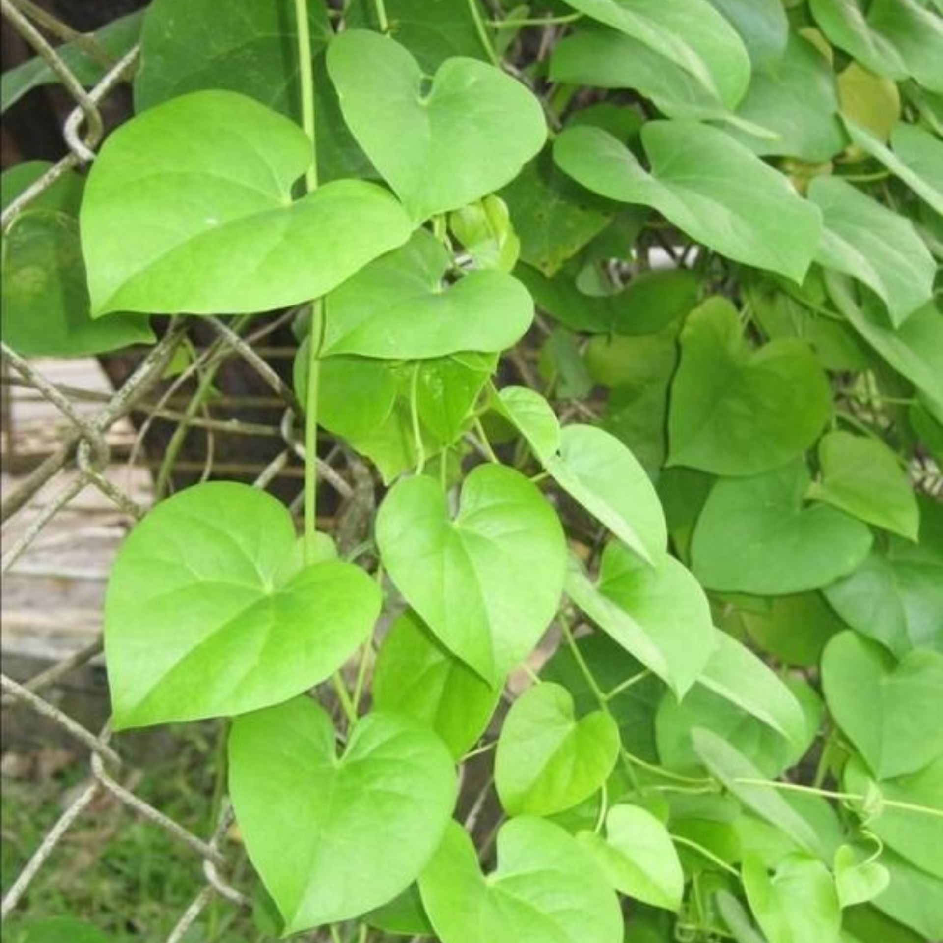 Giloy Plant TINOSPORA CORDIFOLIA