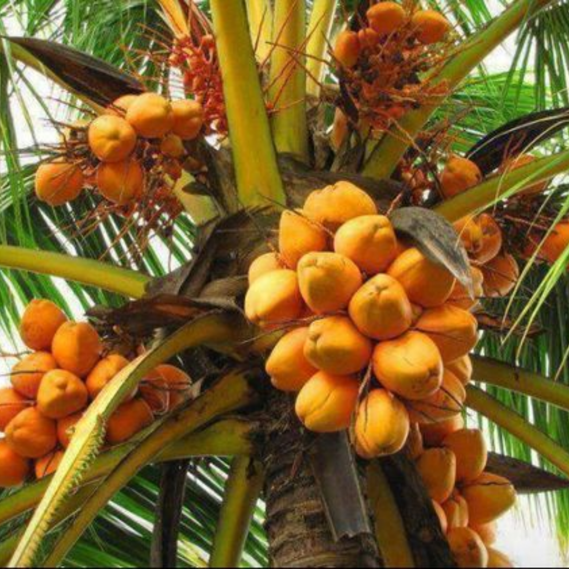 Golden Coconut Hybrid Malay Dwarf Orange Coconut Live Seedling Plant