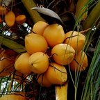Golden Coconut Hybrid Malay Dwarf Orange Coconut Live Seedling Plant